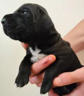 Nabídka štěňat KO