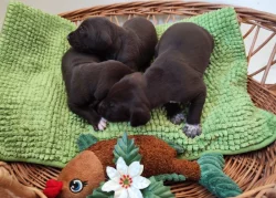 Nabídka štěňat KO