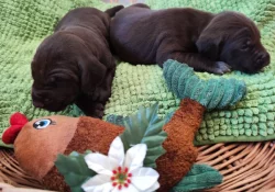 Nabídka štěňat KO