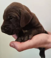 Nabídka štěňat KO