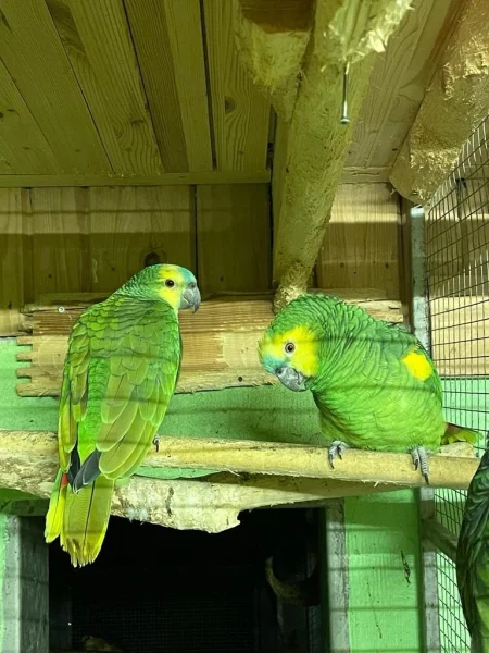 amazoňan modročelí