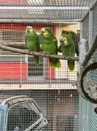 amazoňan modročelí