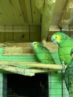 amazoňan modročelí