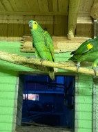 amazoňan modročelí