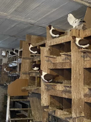 Moravský pštros červený