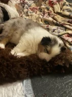 Australský ovčák (Kascaro)