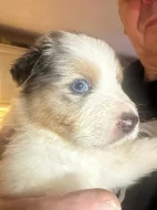 Australský ovčák (Kascaro)