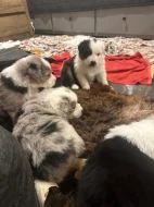 Australský ovčák (Kascaro)