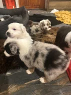 Australský ovčák (Kascaro)