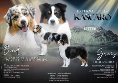 Australský ovčák (Kascaro)