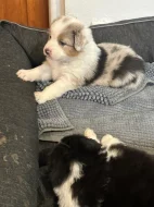 Australský ovčák (Kascaro)