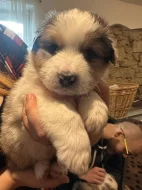 Australský ovčák (Kascaro)