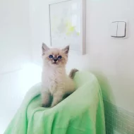 koťátka vzácné Neva Masquerade s PP