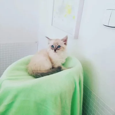 koťátka vzácné Neva Masquerade s PP