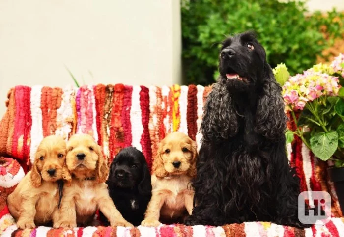 Prodám štěňata Anglického Kokr Španěla