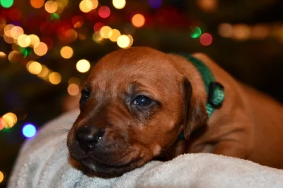 Rhodeský Ridgeback - vymazlená štěňátka s PP