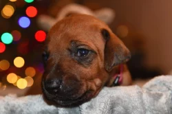 Rhodeský Ridgeback - vymazlená štěňátka s PP