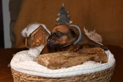 Rhodeský Ridgeback - vymazlená štěňátka s PP