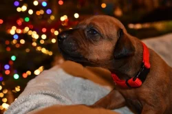 Rhodeský Ridgeback - vymazlená štěňátka s PP