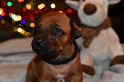 Rhodeský Ridgeback - vymazlená štěňátka s PP