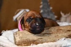 Rhodeský Ridgeback - vymazlená štěňátka s PP
