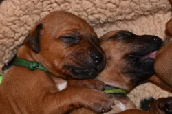Rhodeský Ridgeback - vymazlená štěňátka s PP