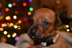 Rhodeský Ridgeback - vymazlená štěňátka s PP