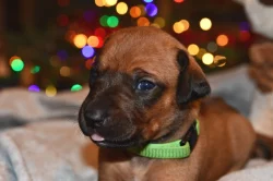 Rhodeský Ridgeback - vymazlená štěňátka s PP