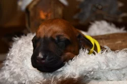Rhodeský Ridgeback - vymazlená štěňátka s PP