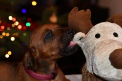 Rhodeský Ridgeback - vymazlená štěňátka s PP