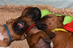 Rhodeský Ridgeback - vymazlená štěňátka s PP
