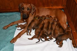 Rhodeský Ridgeback - vymazlená štěňátka s PP