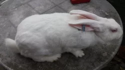 Prodej králíků HYLA F1