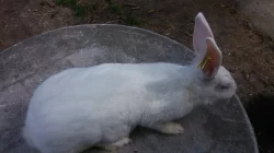 Prodej králíků HYLA F1