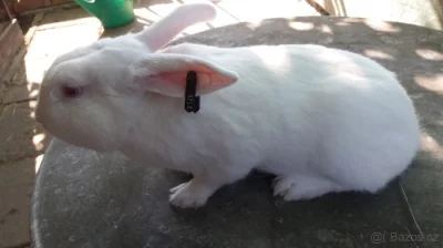 Prodej králíků HYLA F1