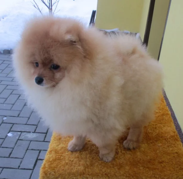 Pomeranian
