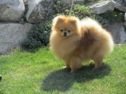 Pomeranian