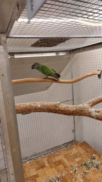 papoušek senegalský