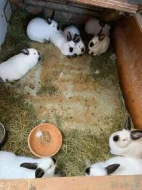 Kalifornský králík