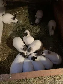 Kalifornský králík