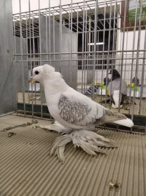 české čejky rousné