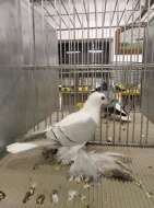 české čejky rousné