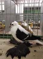 české čejky rousné