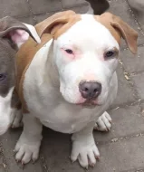 Americký stafordšírský teriér s P.P.