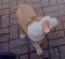 Americký stafordšírský teriér s P.P.