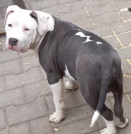 Americký stafordšírský teriér s P.P.