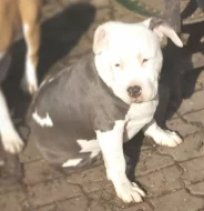 Americký stafordšírský teriér s P.P.