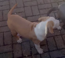 Americký stafordšírský teriér s P.P.