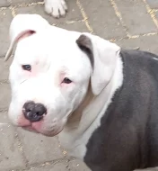 Americký stafordšírský teriér s P.P.