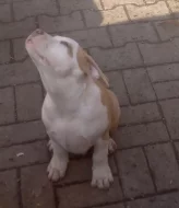 Americký stafordšírský teriér s P.P.